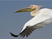 1303232104 - 000 - wildlife pelican from linblad(1)